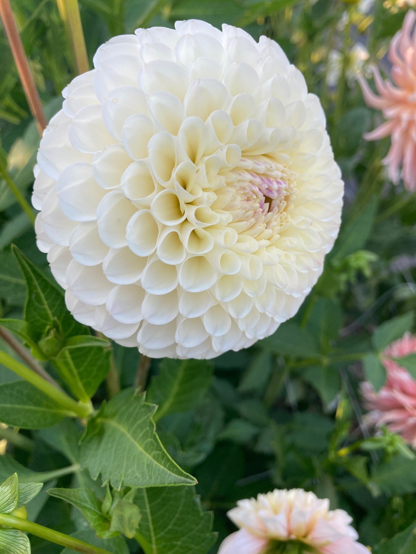 20th Avenue Tradition