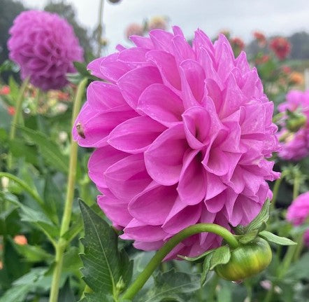 20th Avenue Pure Prince