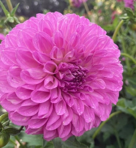 20th Avenue Pure Prince