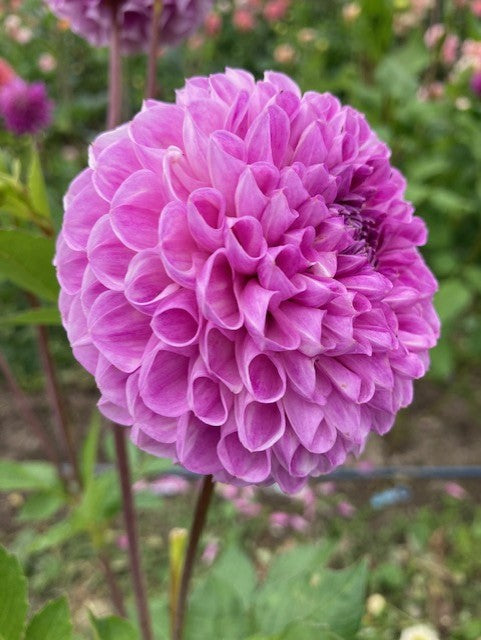 20th Avenue Morning Mist