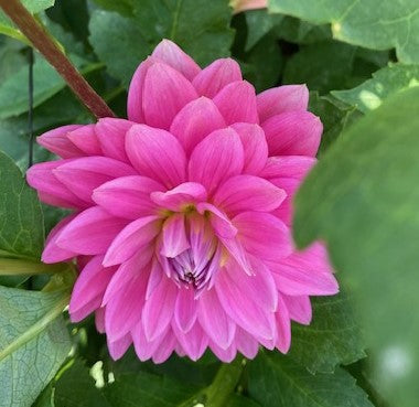 Hollyhill Sweet Sixteen