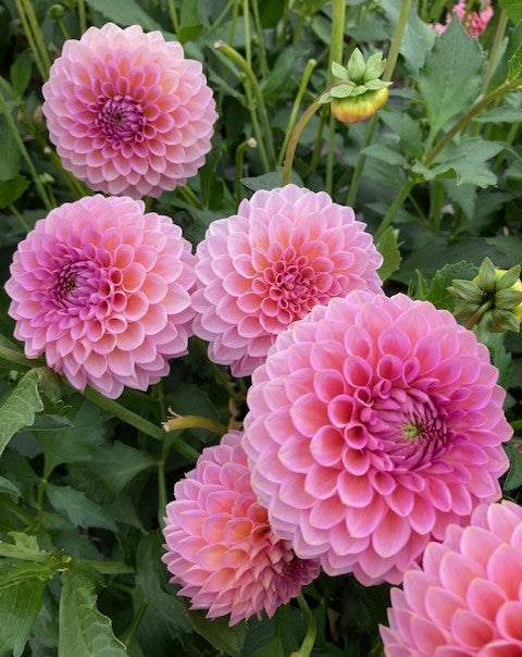 Westerton Pearl