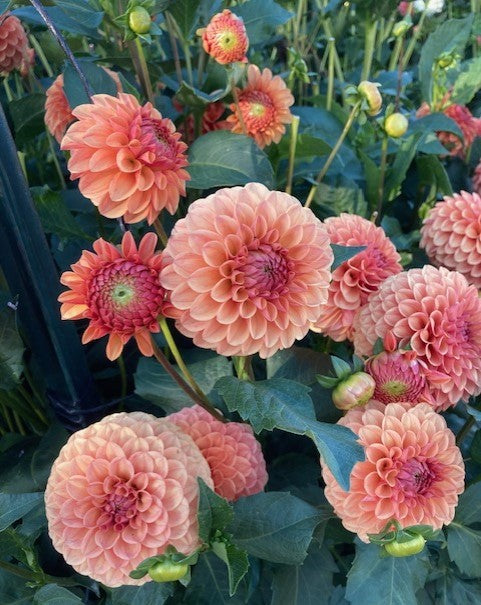 SC-BDOE Blood Orange