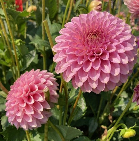 Bloomquist Pink Parfait