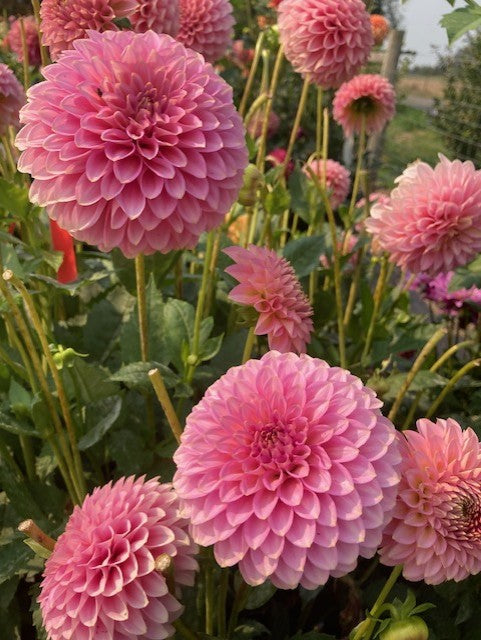 Bloomquist Pink Parfait