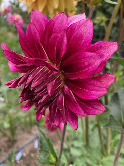 Bloomquist Exhilarating