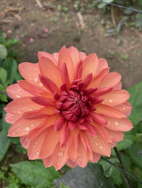 Chateau De La Bourdaisiere