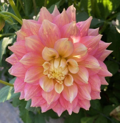 Fairytale (BB ID LB)