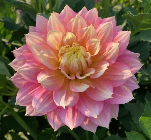 Fairytale (BB ID LB)