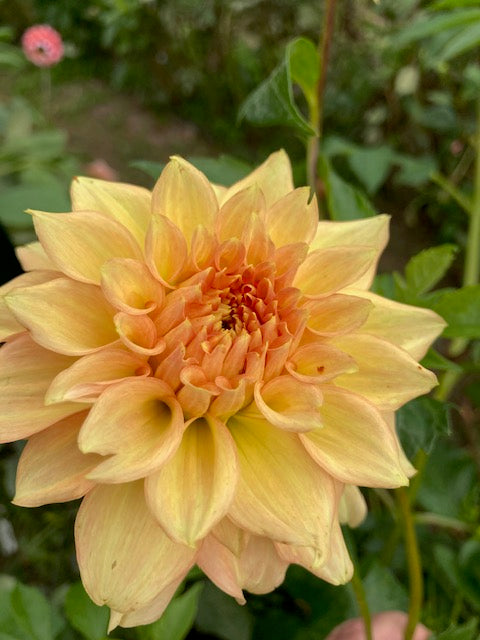 Lee's Savannah Spring