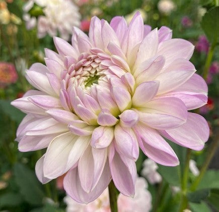 Marionberry Milkshake