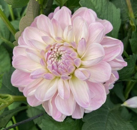 Marionberry Milkshake