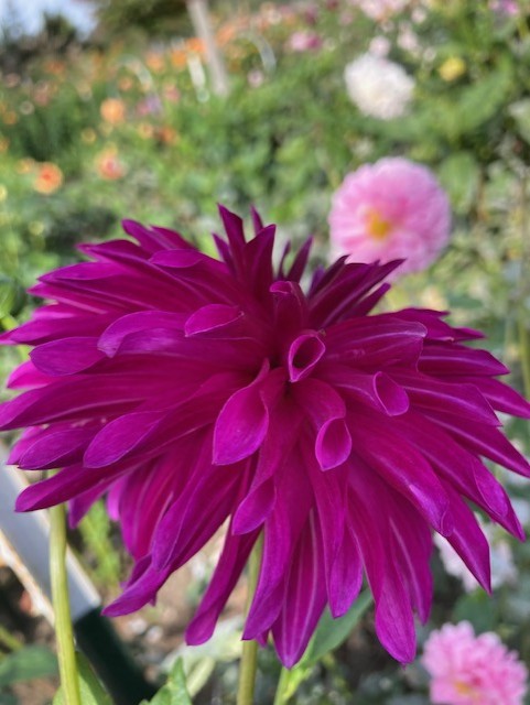 River's Purple Pinwheel