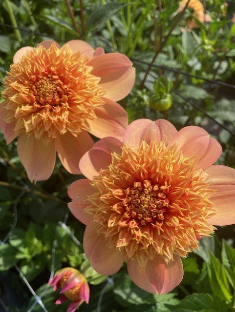 Sandia Brocade