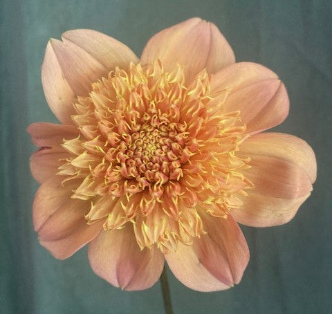 Sandia Brocade