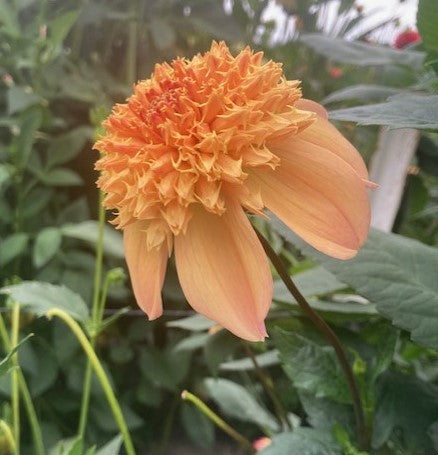 Sandia Brocade