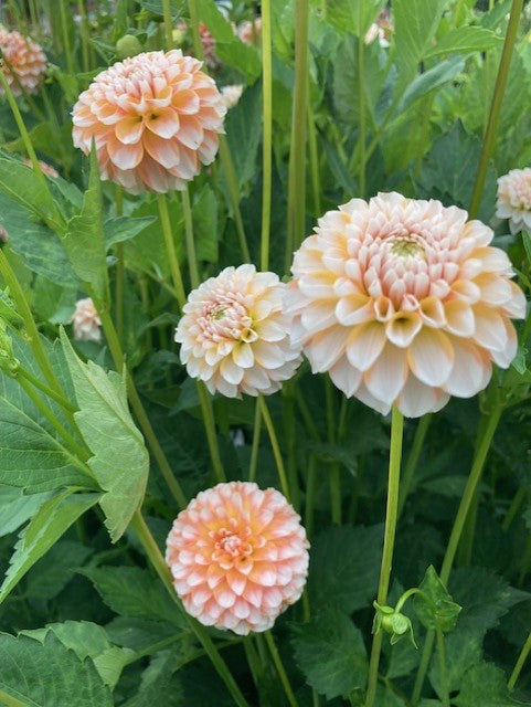 Tangerine Dream