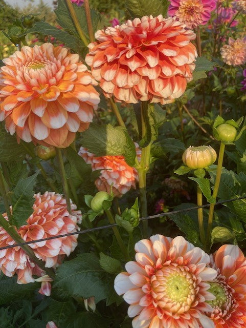 Tangerine Dream
