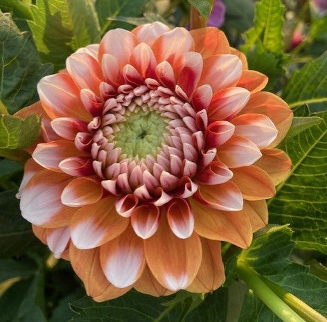 Tangerine Dream