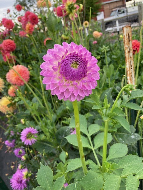 Westerton Ella Grace