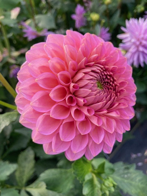 Westerton Pearl