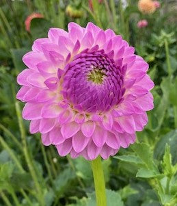 Westerton Ella Grace