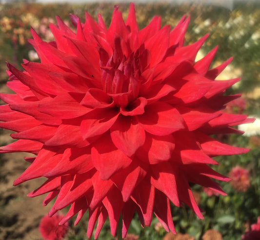 Woodlands Gypsy Rose