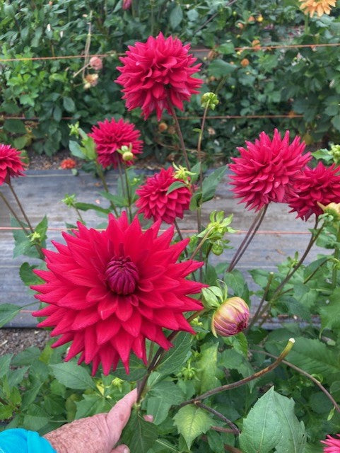 Woodlands Gypsy Rose