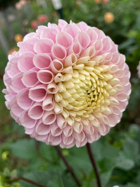 20th Avenue Delicada