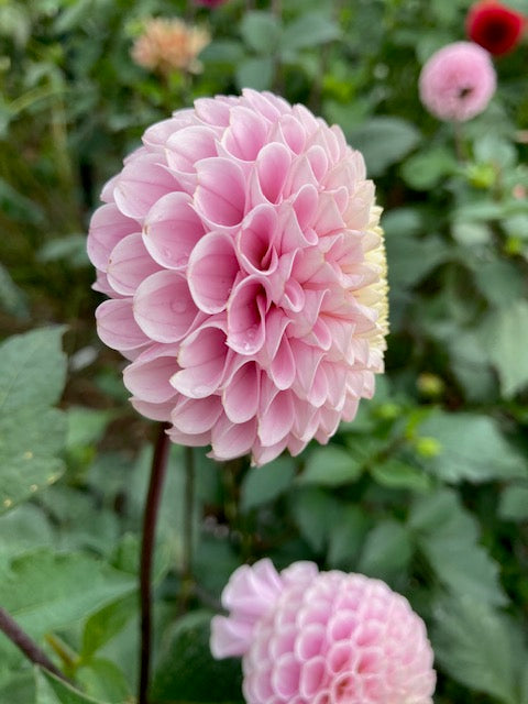 20th Avenue Delicada