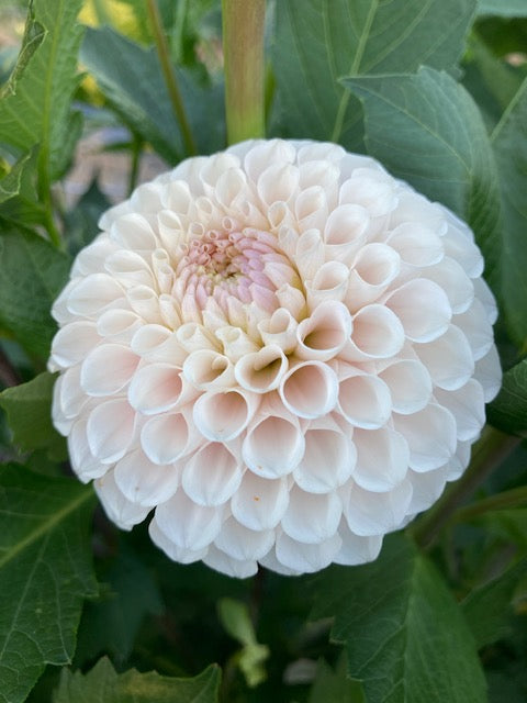 20th Avenue Tradition