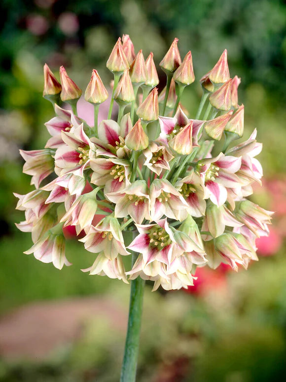 Cut Flower Bunches June 2025