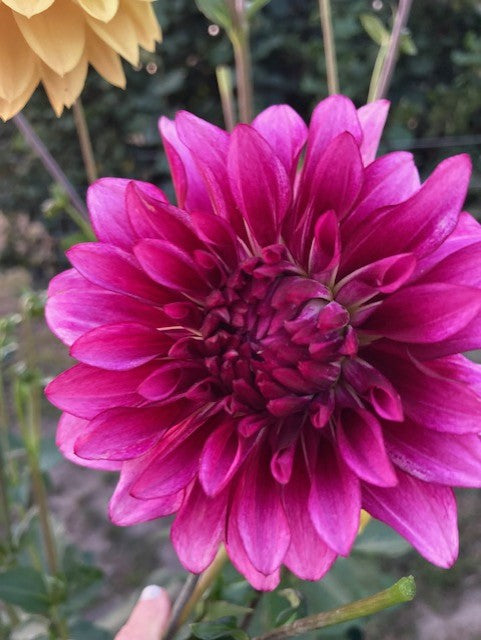 Bloomquist Exhilarating