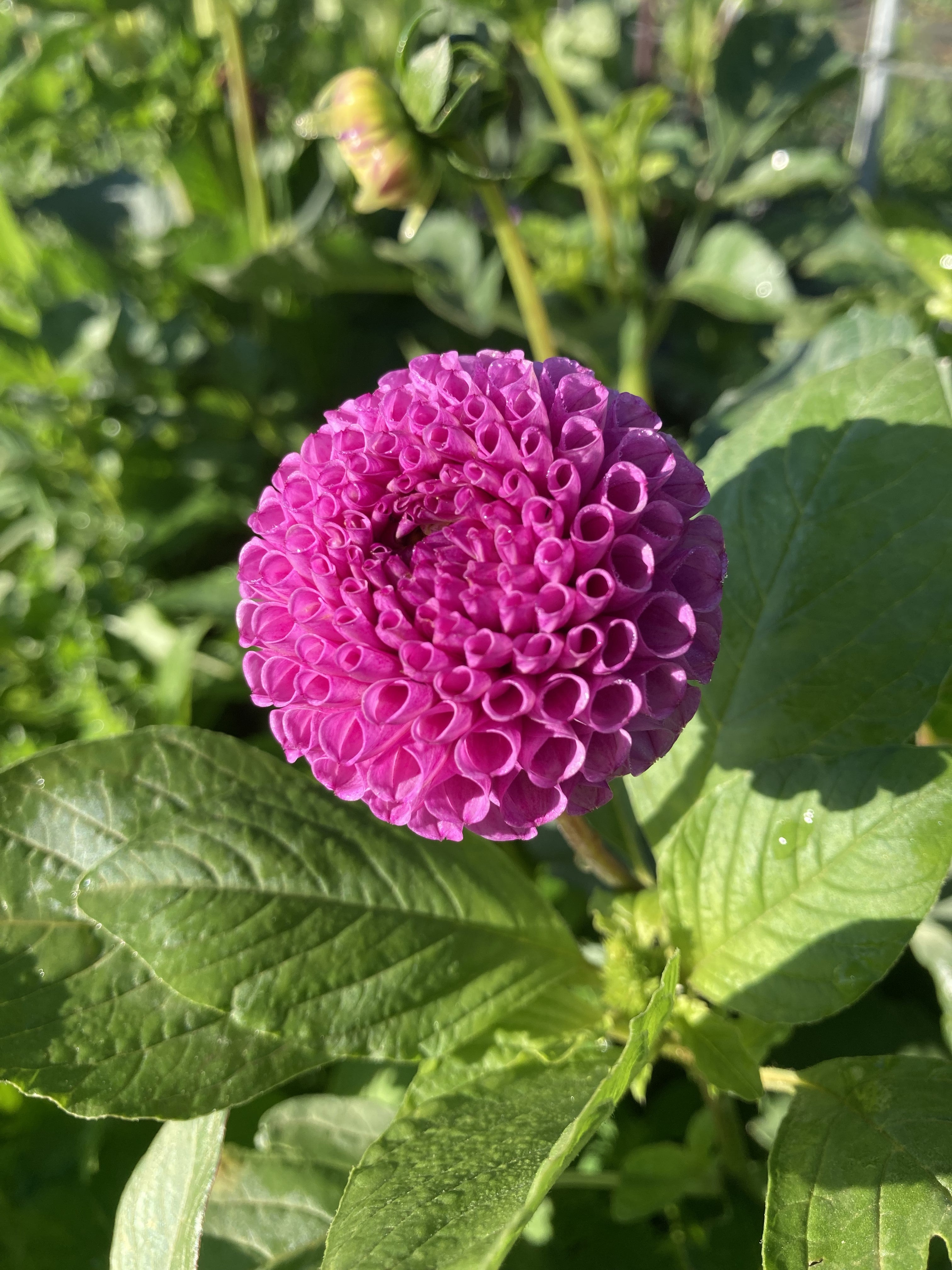 Dot Com Good Scents Flowers