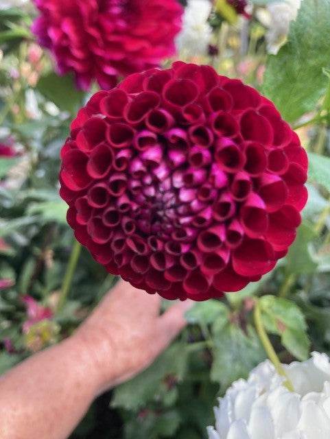 Hollyhill Black Cherry