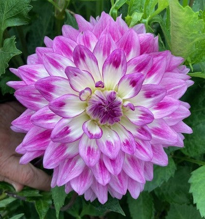 April Dawn – Good Scents Flowers