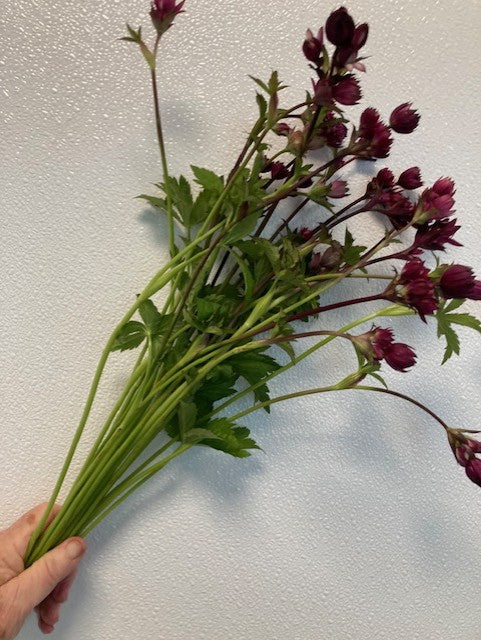 Cut Flower Bunches June 2025