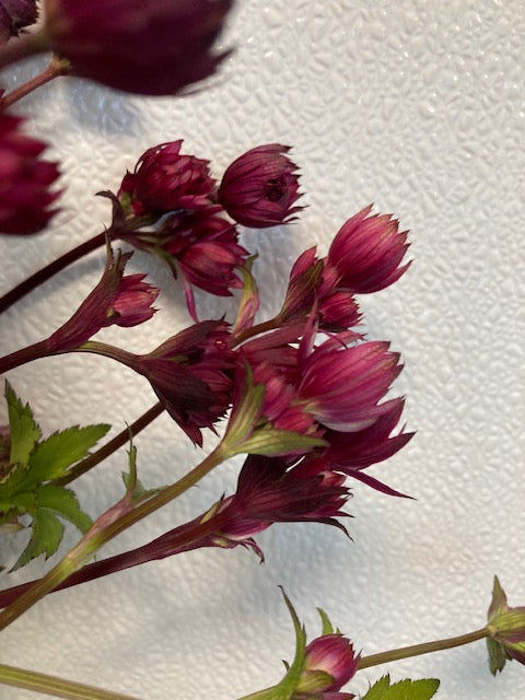 Cut Flower Bunches June 2025