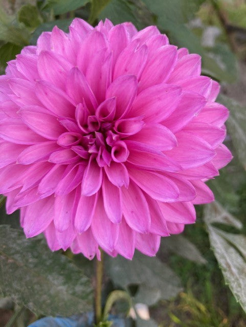 Bloomquist Bring Forth