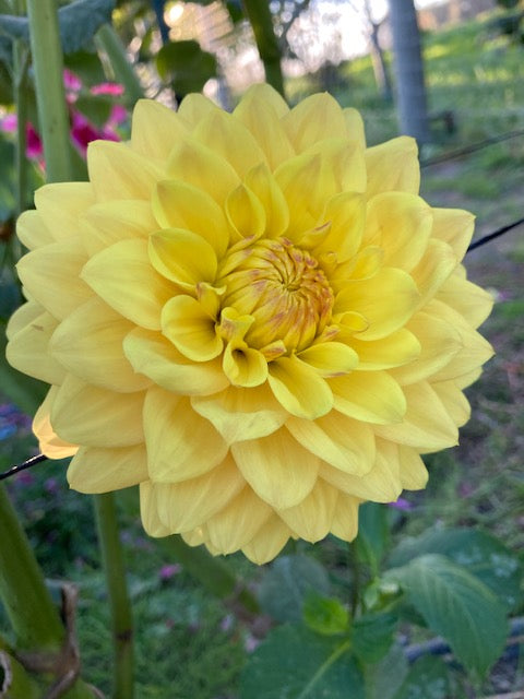 Bloomquist Butterscotch