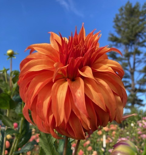 Bloomquist Jean (ROOTED CUTTING)