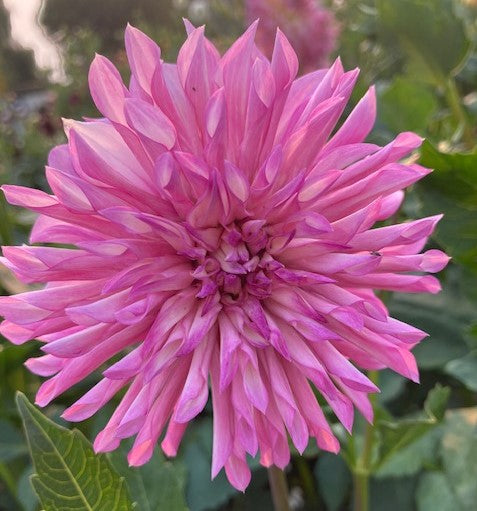 Bloomquist Pincushion