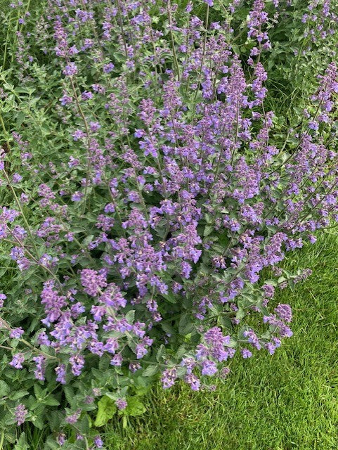 Cut Flower Bunches June 2025