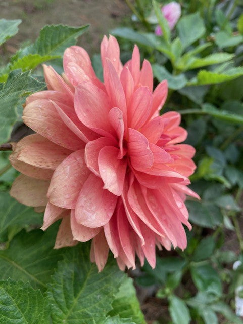 Chateau De La Bourdaisiere