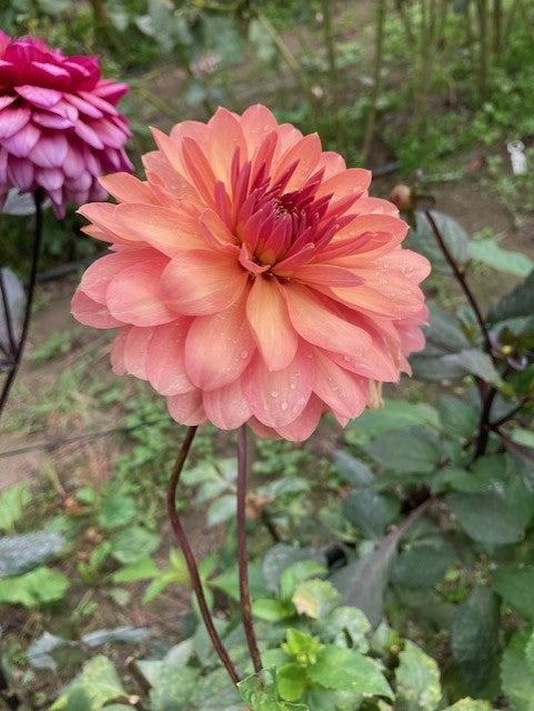 Chateau De La Bourdaisiere