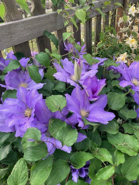 Cut Flower Bunches June 2025