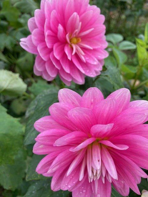 Hollyhill Pink Parfait