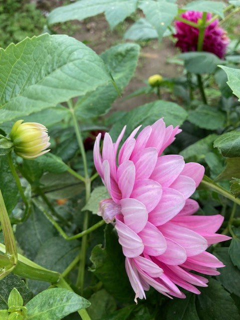 Hollyhill Pink Parfait