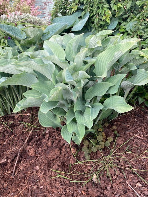 Cut Flower Bunches June 2025