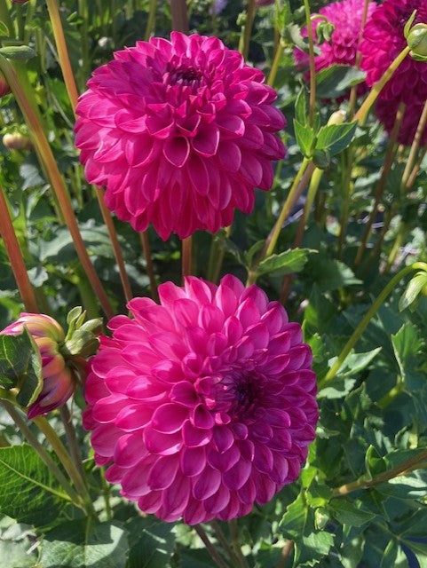 JS Dorothy Rose